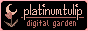 Platinum Tulip, digital garden.